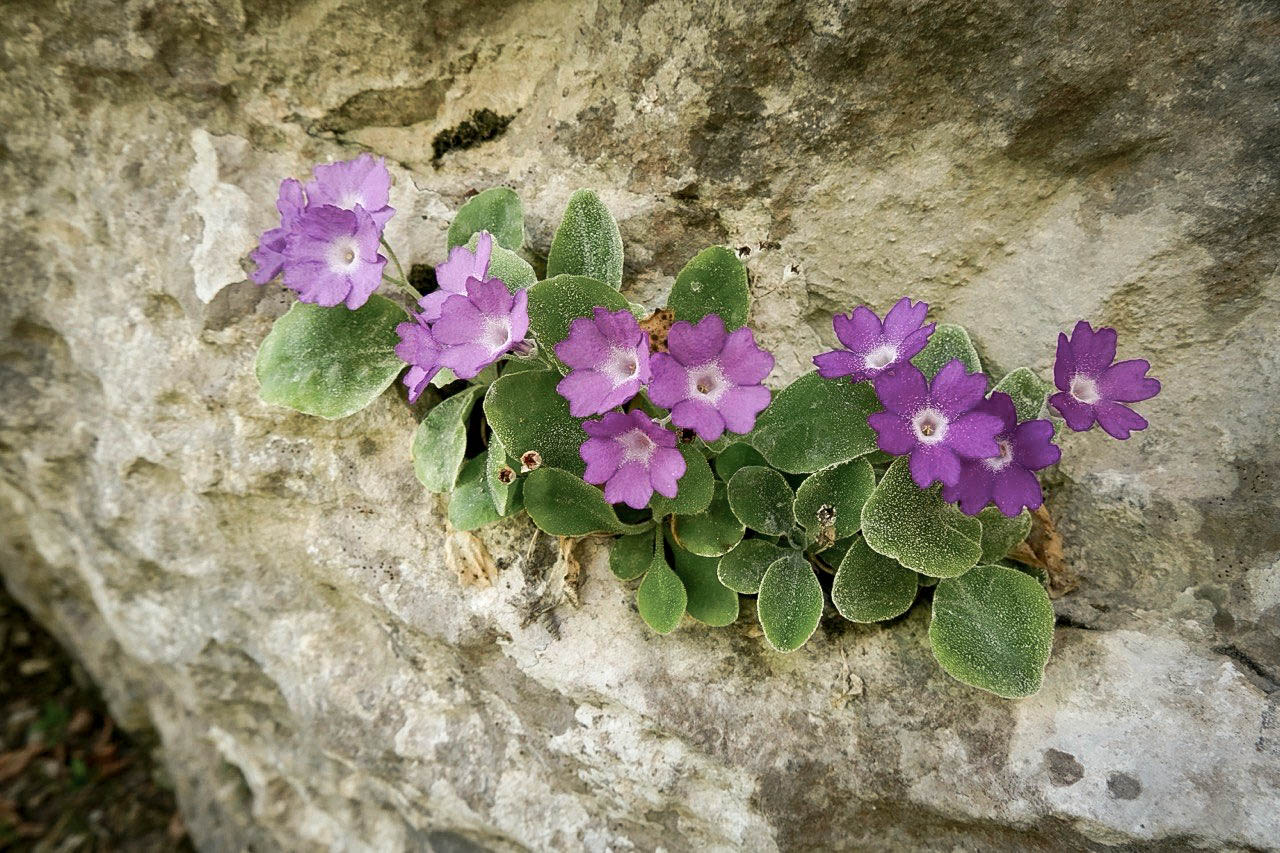 Primula albenensis